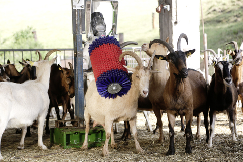 Mungitrice elettrica per capre Pompa a vuoto per mungitura a pulsazione in  acciaio inossidabile da 14 litri, parti della mungitrice per capre per  mucche, pecore e capre Attrezzatura per la mungitura 