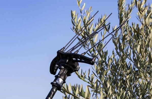 Abbacchiatore Campagnola elettrico ICARUS V1 58 PLUS, completo di asta telescopica carbonio cm. 150/220 - immagine 5