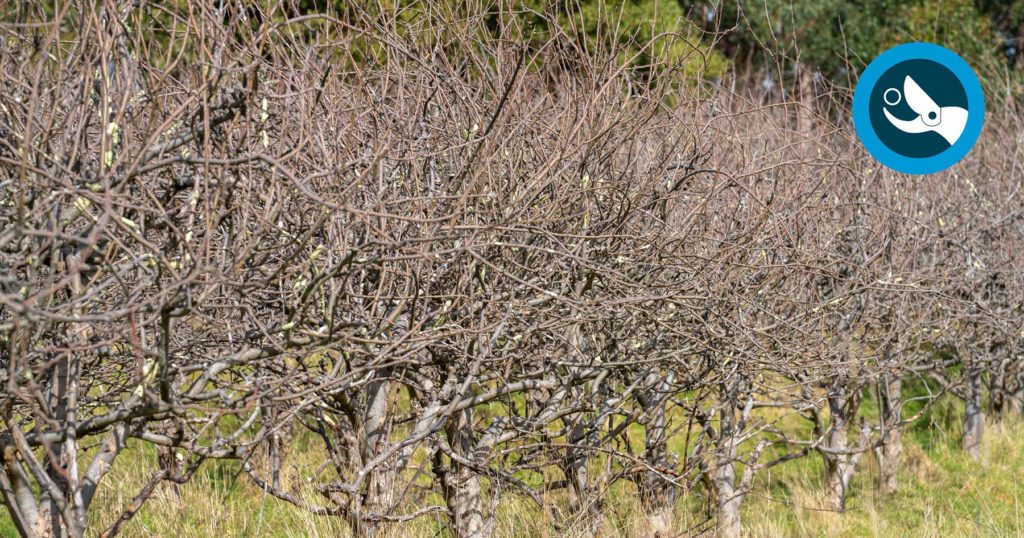 Potature autunnali a Verona con attrezzi professionali di CDM Verona