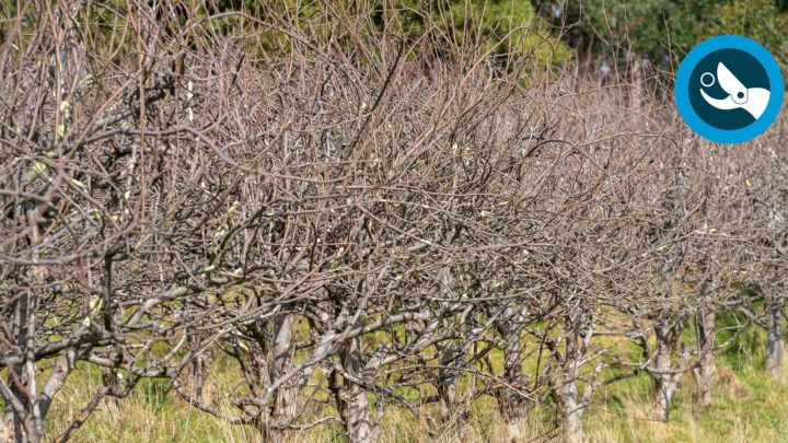 Potature autunnali a Verona con attrezzi professionali di CDM Verona