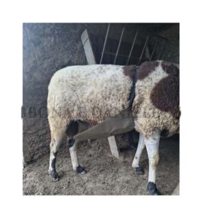 GREMBIULE ANTI MONTA ARIETI CON STECCHE EFFETTO MEMORY